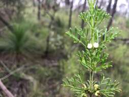 Imagem de Cyanothamnus occidentalis