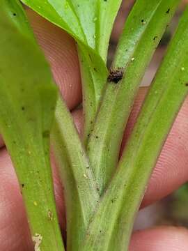 Image of Common snout orchid