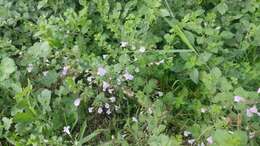 Image of lesser calamint