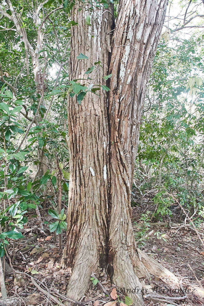 Image of Platymiscium pinnatum (Jacq.) Dugand