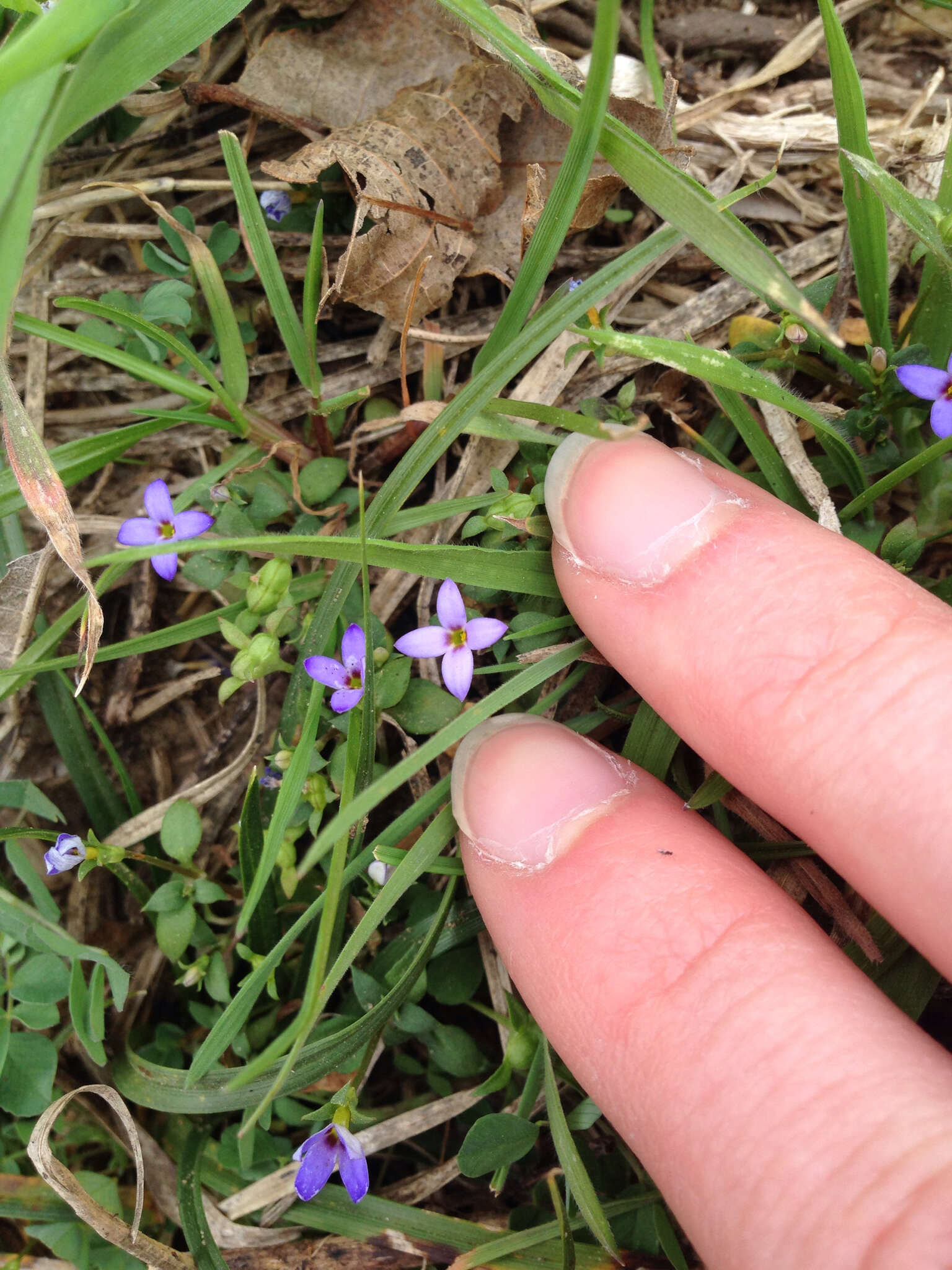 Sivun Houstonia pusilla Schoepf kuva