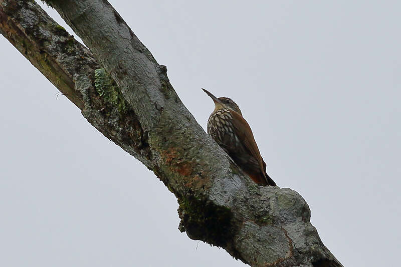 Image of Scaled Woodcreeper