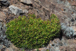 Image of Aeonium simsii (Sweet) W. T. Stearn