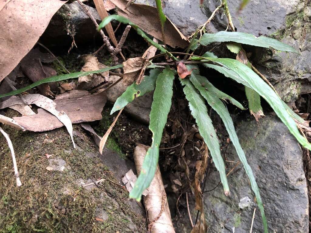 Image of Asplenium attenuatum R. Br.