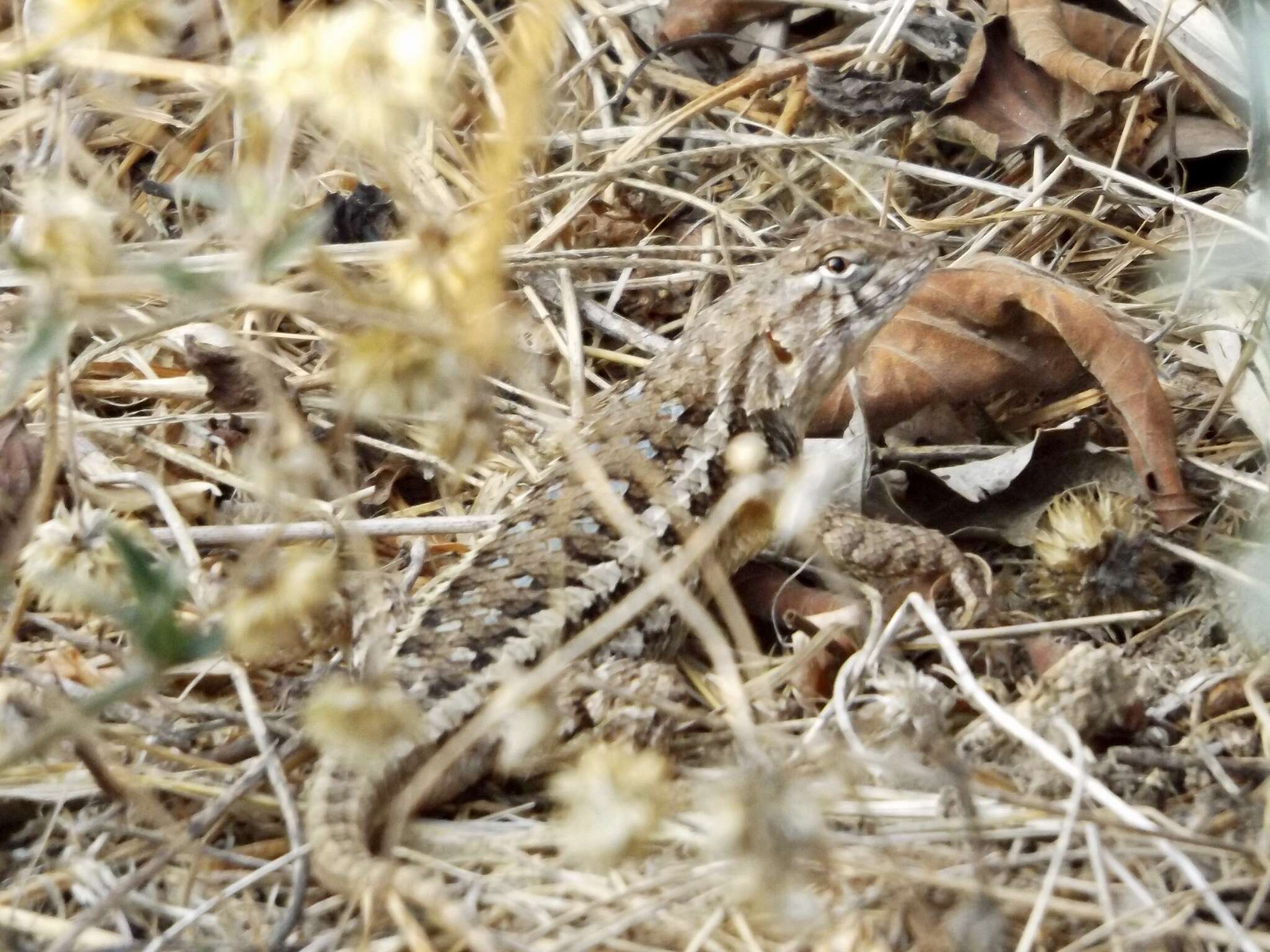 Image of Sceloporus albiventris Smith 1939