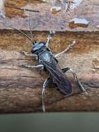 Image of Crabronid wasp