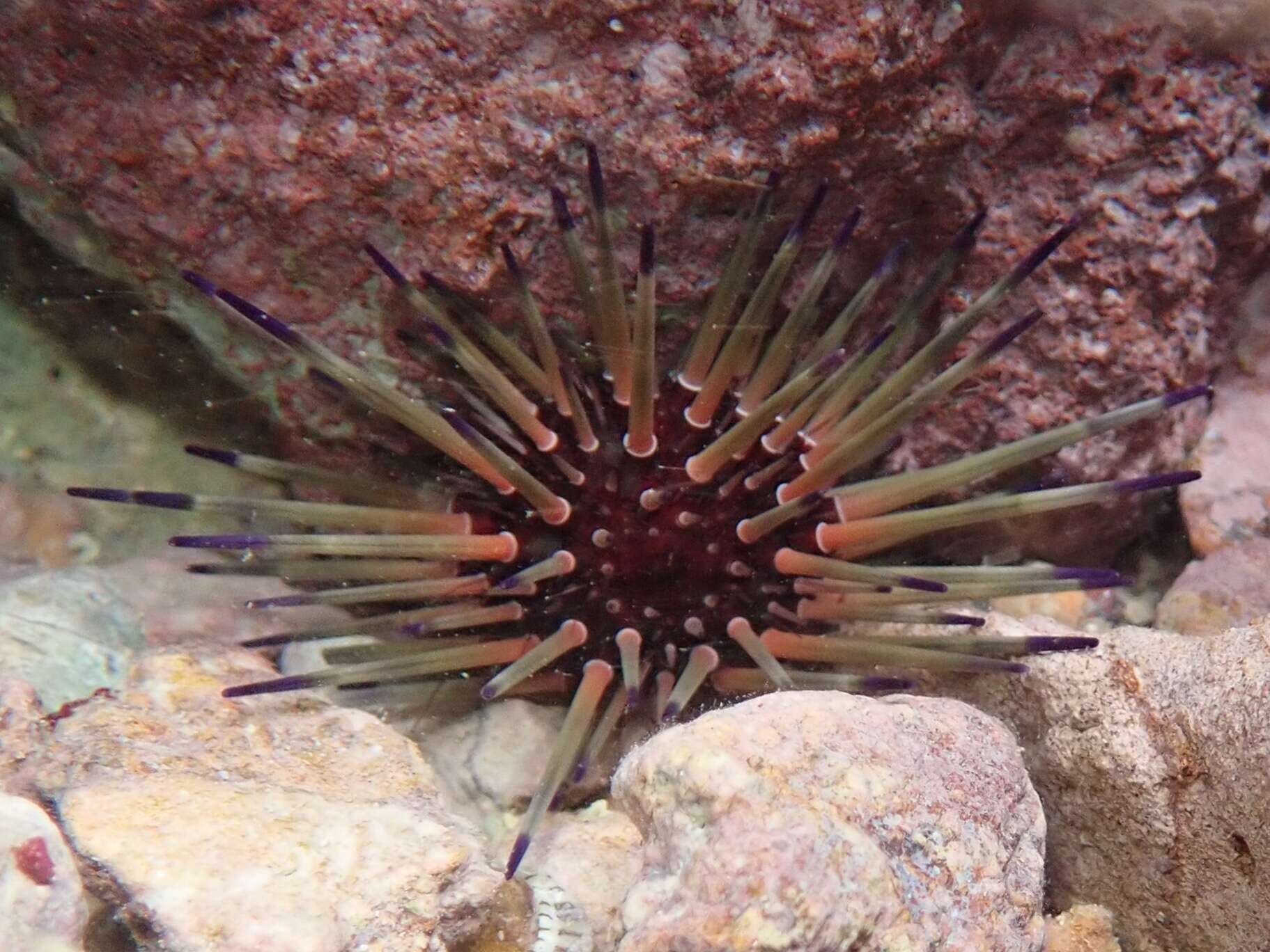 Image of reef urchin