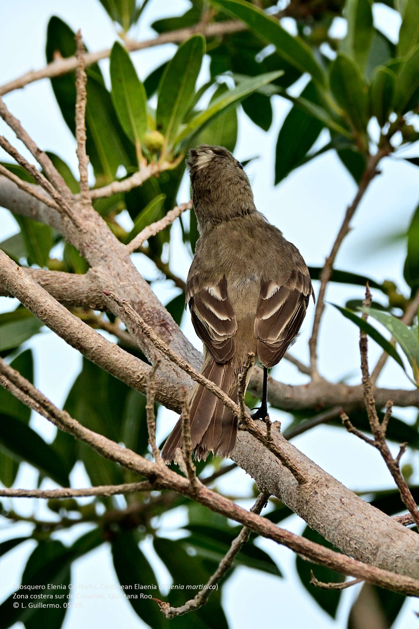 Elaenia martinica (Linnaeus 1766) resmi