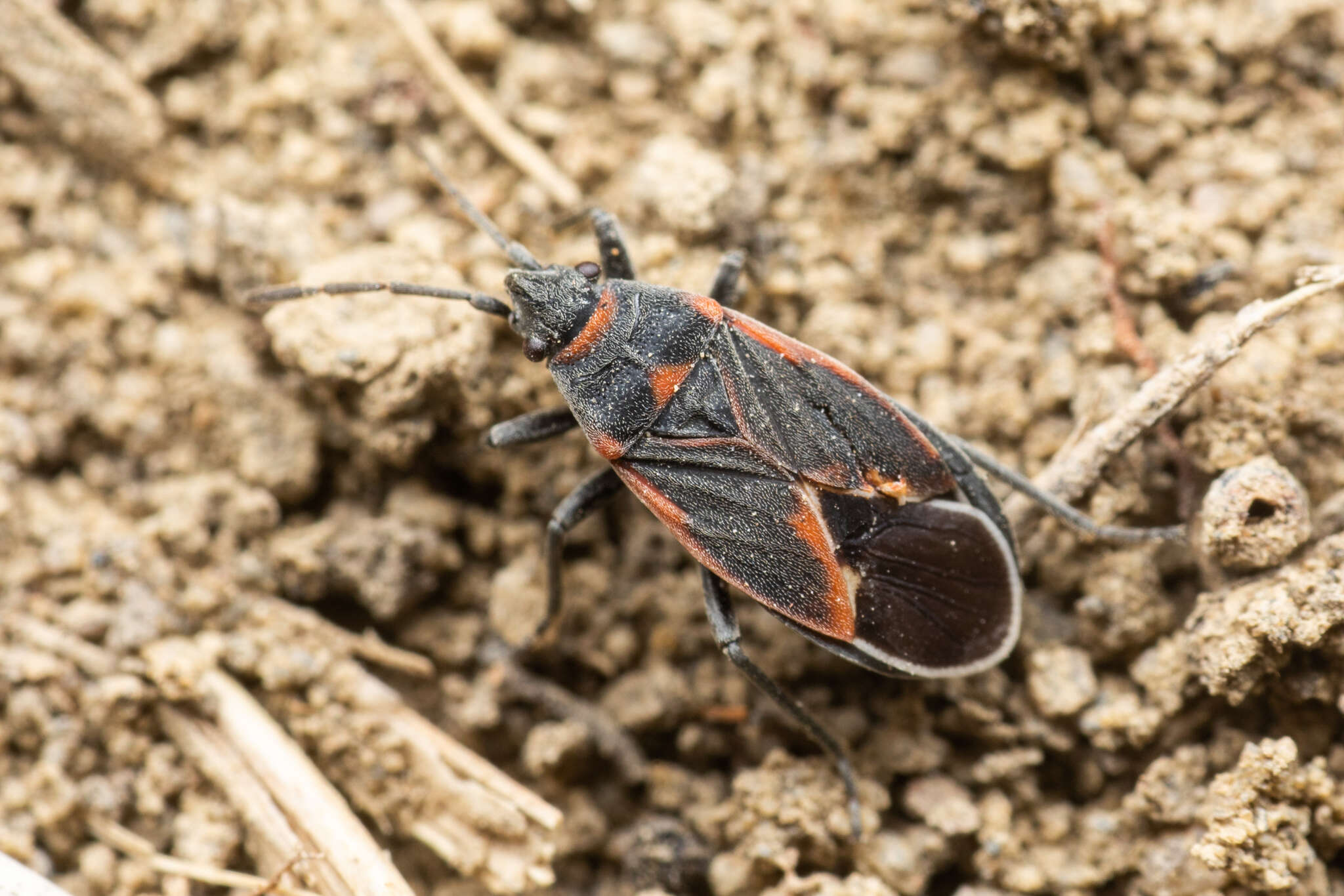 Image of Melacoryphus admirabilis (Uhler & P. R. 1872)