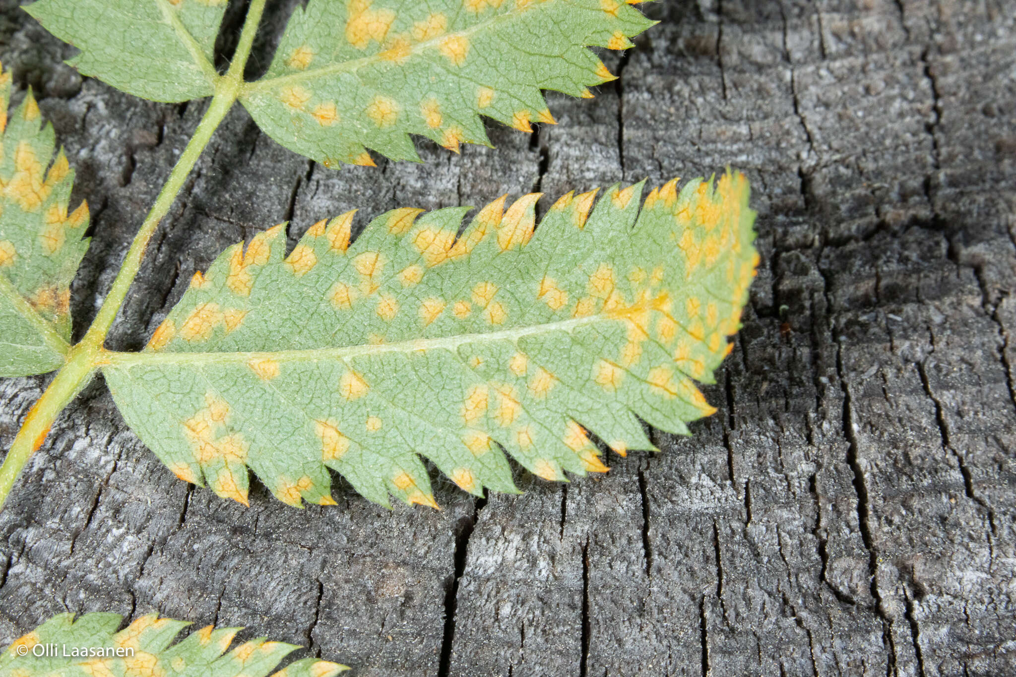 Sivun Gymnosporangium cornutum Arthur ex F. Kern 1911 kuva