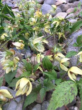 Image of hermitgold clematis