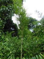 Image of American long-leaved bamboo