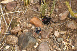 Latrodectus mirabilis (Holmberg 1876)的圖片