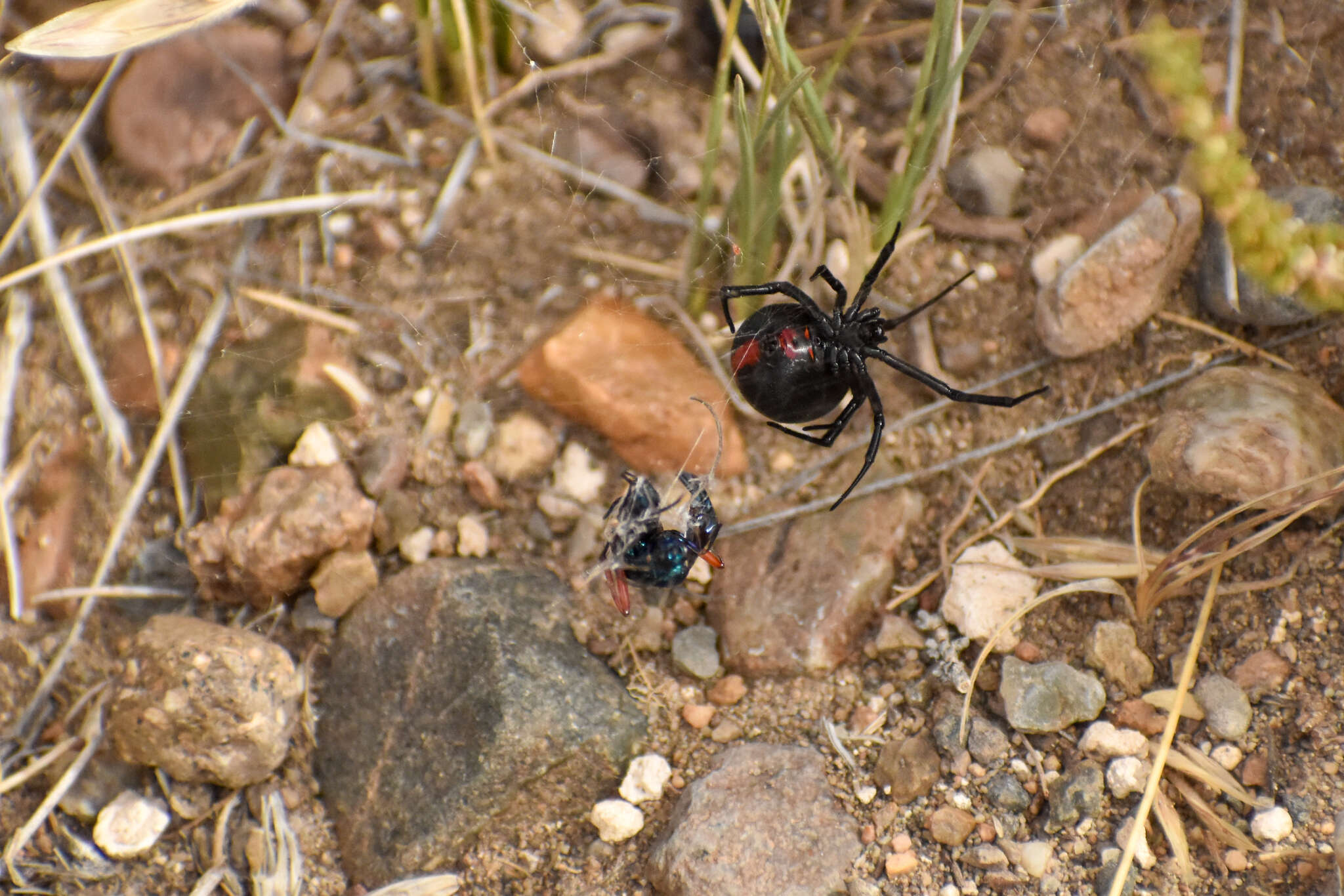 Image of Latrodectus mirabilis (Holmberg 1876)