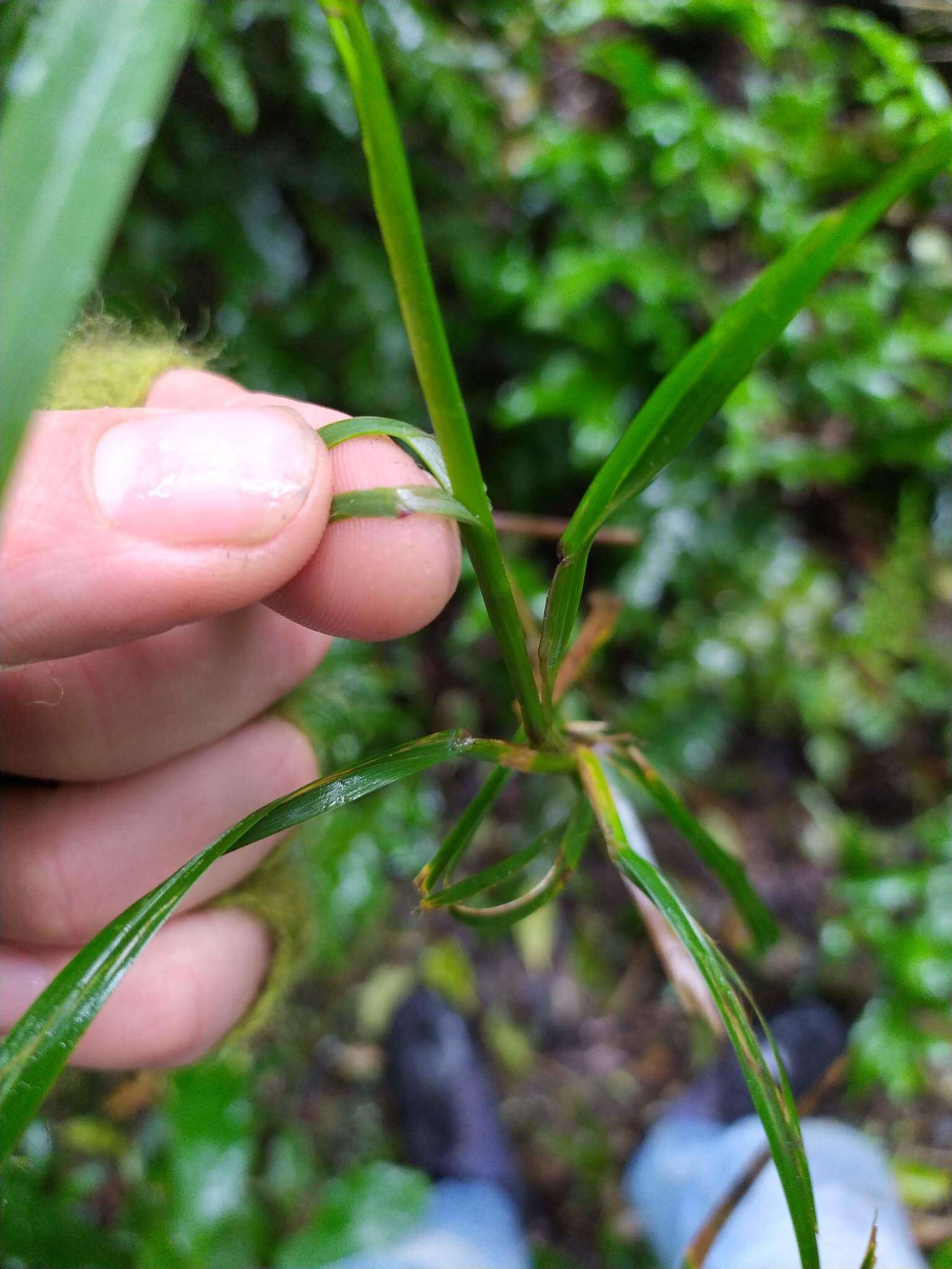 Image of Poa anceps G. Forst.