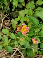 Image de Macroglossum divergens heliophila Boisduval (1875)