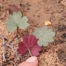 Image de Pelargonium nephrophyllum E. M. Marais