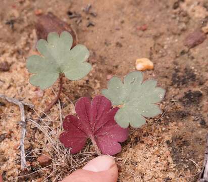 Image of Pelargonium nephrophyllum E. M. Marais