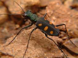 Image of Cicindela (Calochroa) safraneki (Werner & Wiesner 2008)