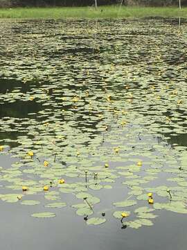 Image de Nuphar variegata Engelm. ex Dur.