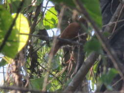 Image of Parker's Spinetail