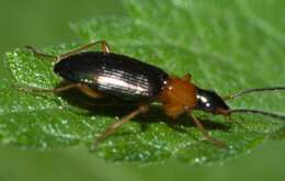 Image of Agonum (Olisares) decorum (Say 1823)