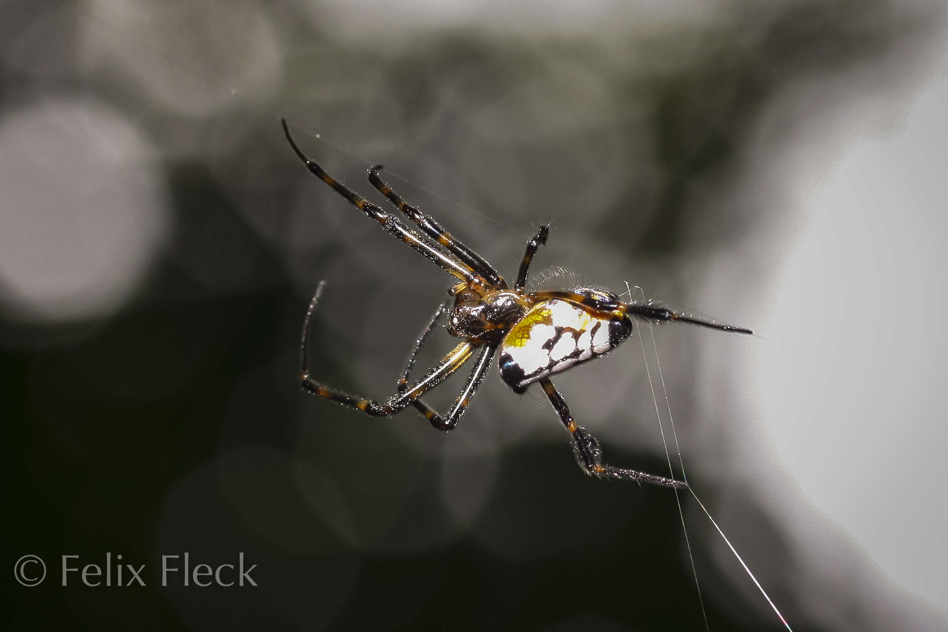 Image of Leucauge fastigata