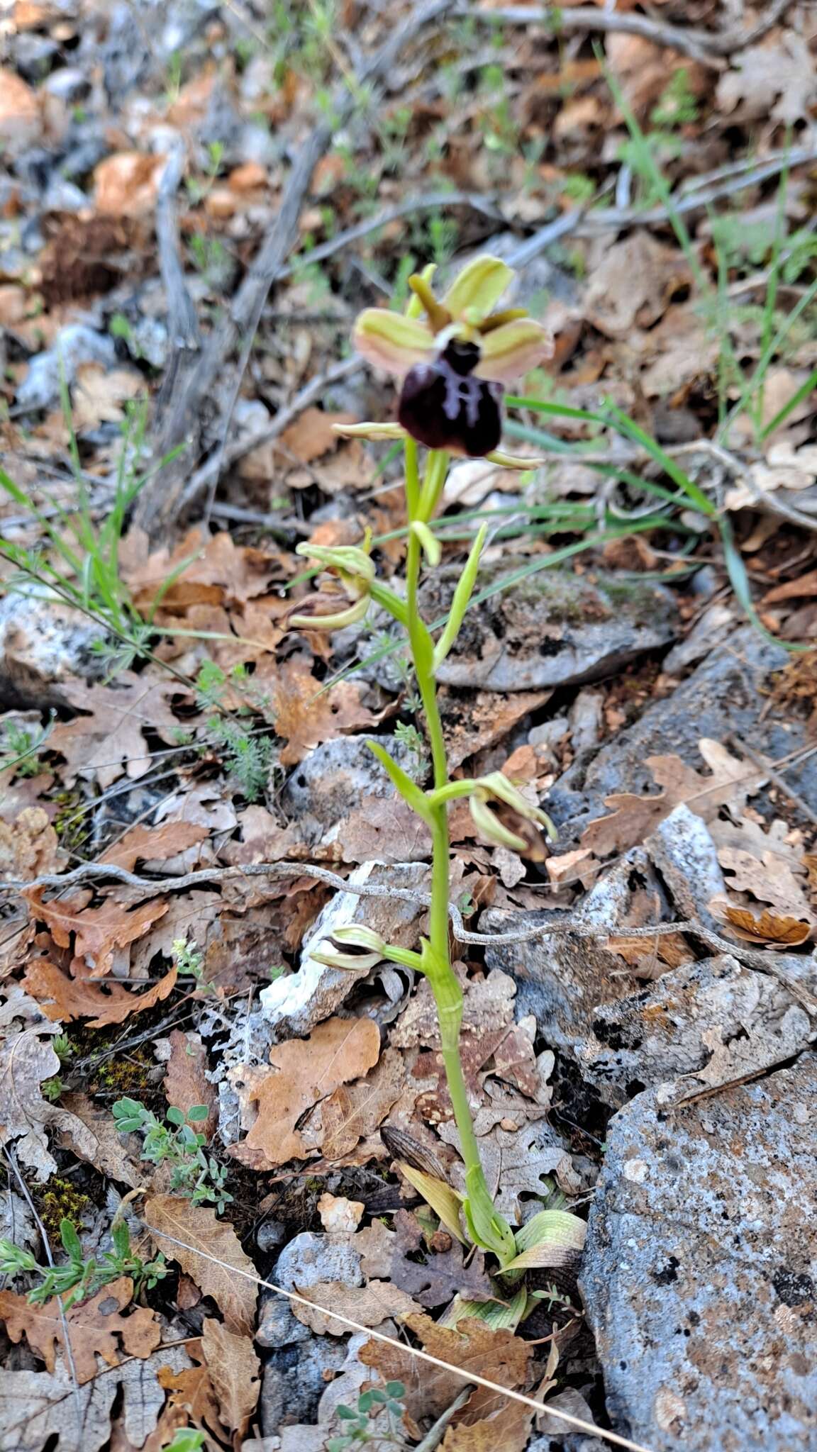 Image of Ophrys sphegodes subsp. epirotica (Renz) Gölz & H. R. Reinhard