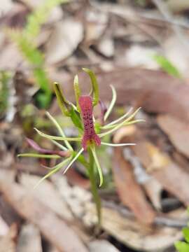 Image of Small tongue orchid