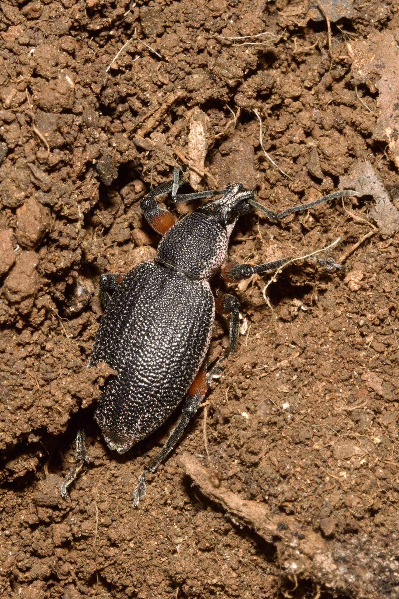 Imagem de Otiorhynchus (Otiorhynchus) cardiniger (Host 1789)