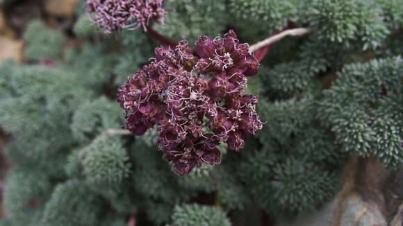 Image of Indian springparsley