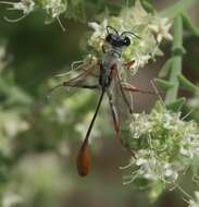 Image of Ammophila aberti Haldeman 1852