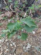 Image of Tucson bur ragweed