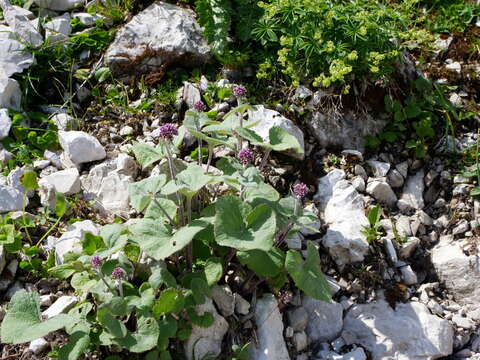 Image of Adenostyles alpina subsp. alpina