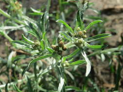 Image of Low cudweed