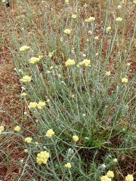 Image of yellow amaranth