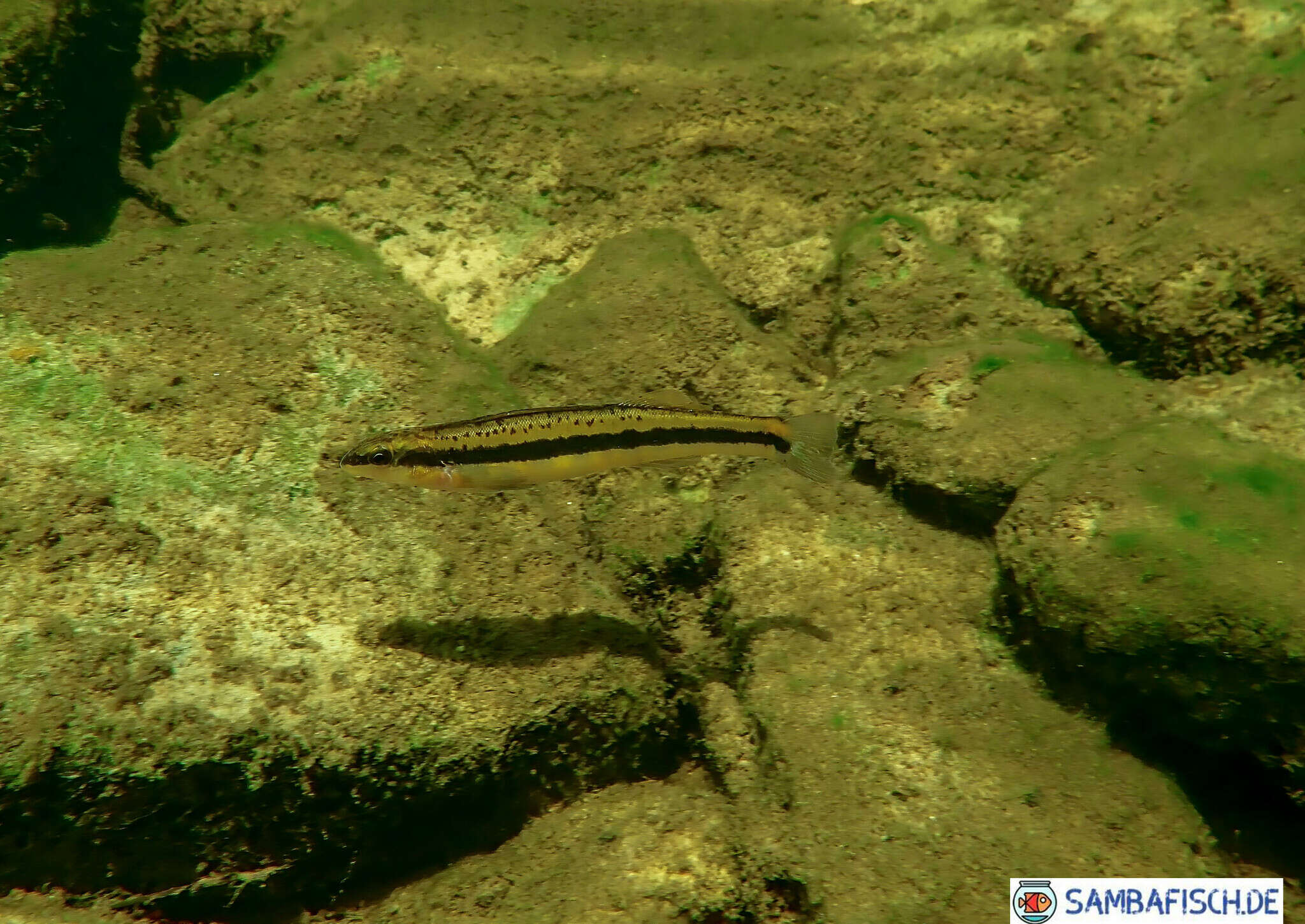 Image of Tangerine Darter