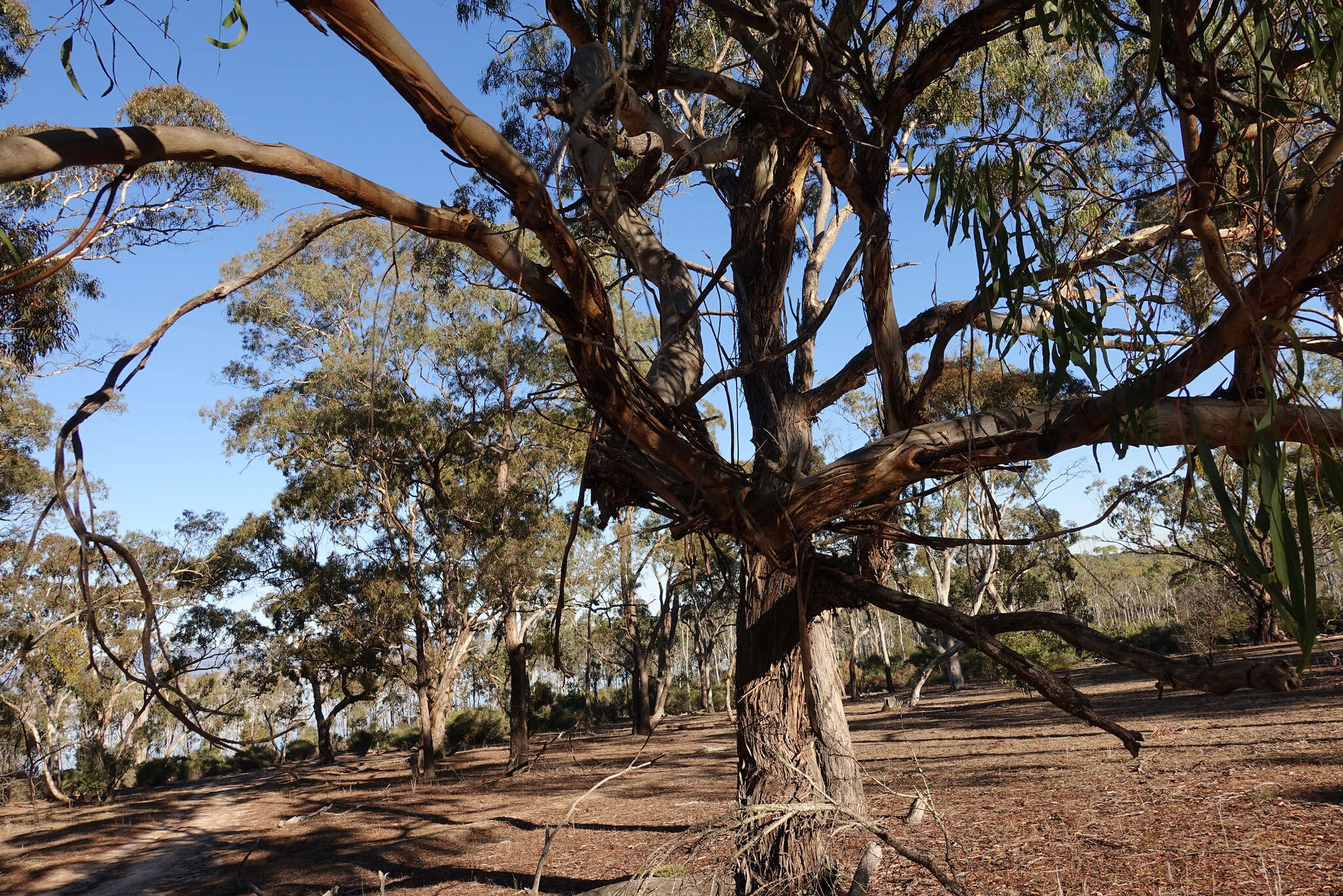 Eucalyptus melliodora A. Cunn. ex Schauer resmi