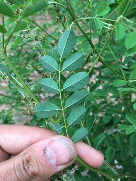 Image of Carolina indigo