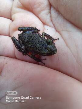 Image of Leprus Chirping Frog