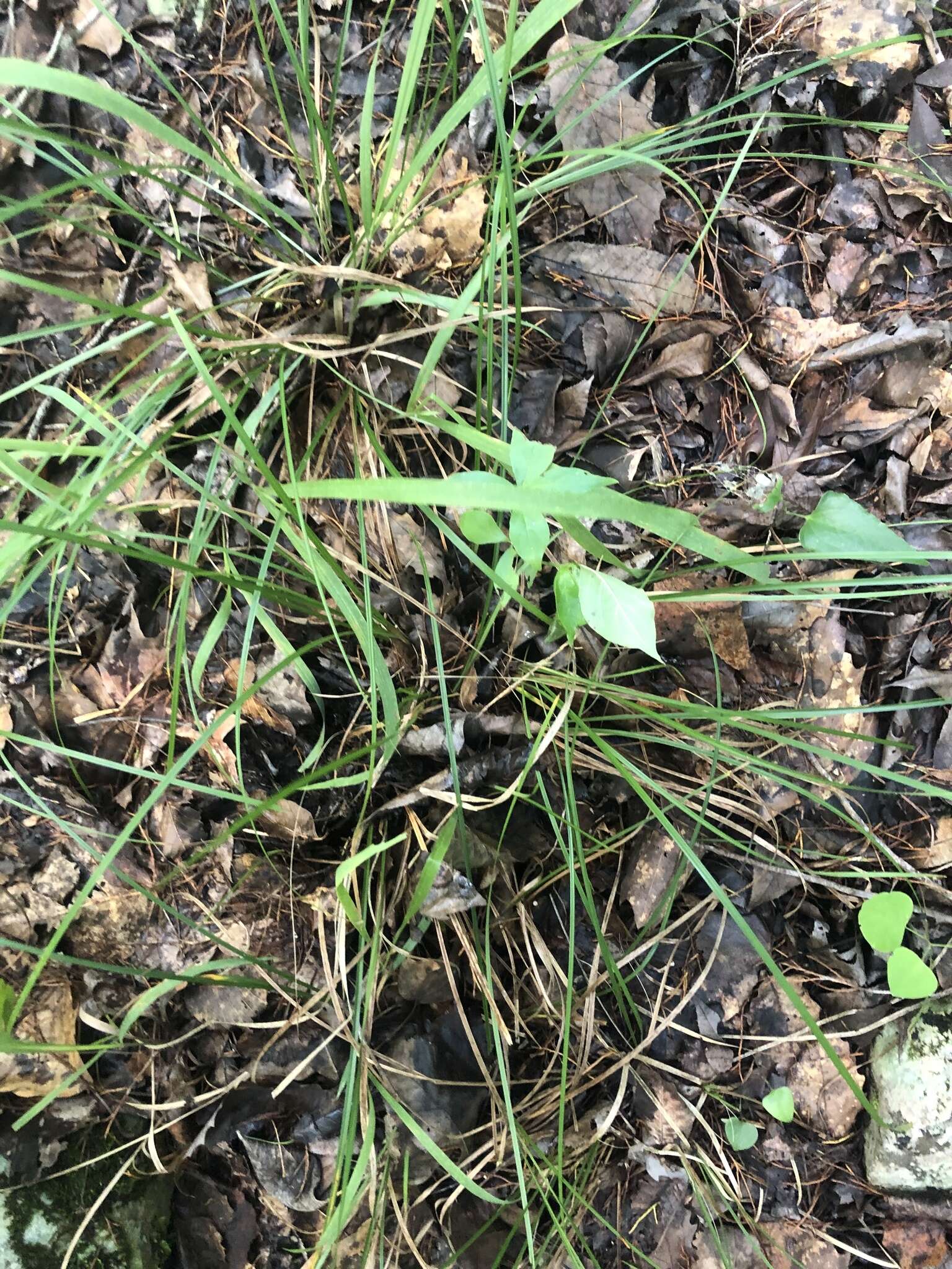 Image of Limestone-Forest Sedge