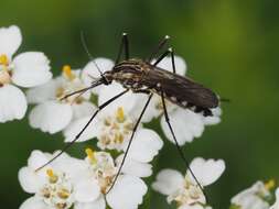 Image of Aedes geniculatus (Olivier 1791)