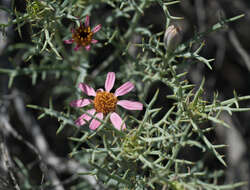 Image of Mojave hole-in-the-sand plant