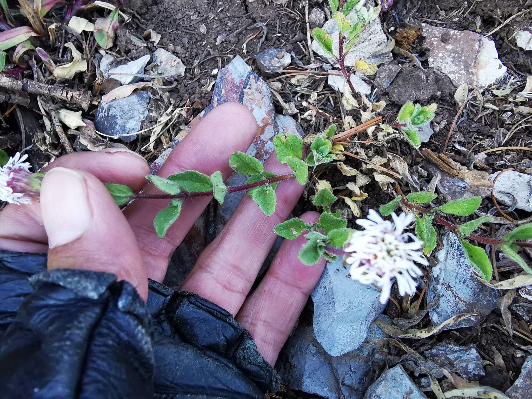 Image of Brickellia nesomii B. L. Turner