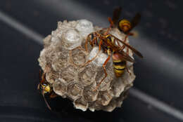 Image of Polistes humilis synoecus de Saussure 1853