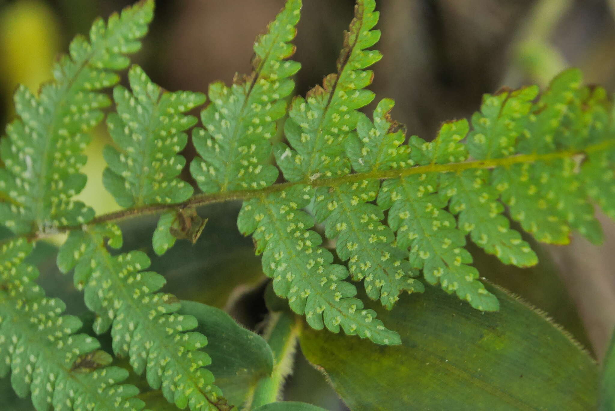 Plancia ëd Amauropelta glanduligera