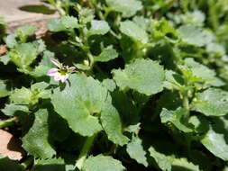 Imagem de Lobelia nummularia Lam.