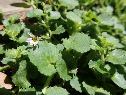 Image de Lobelia nummularia Lam.