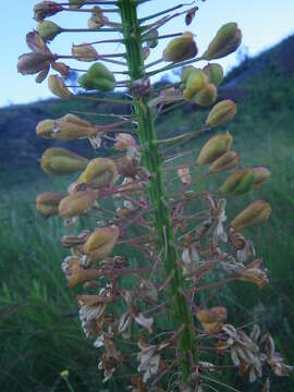 Image of Large blue squill