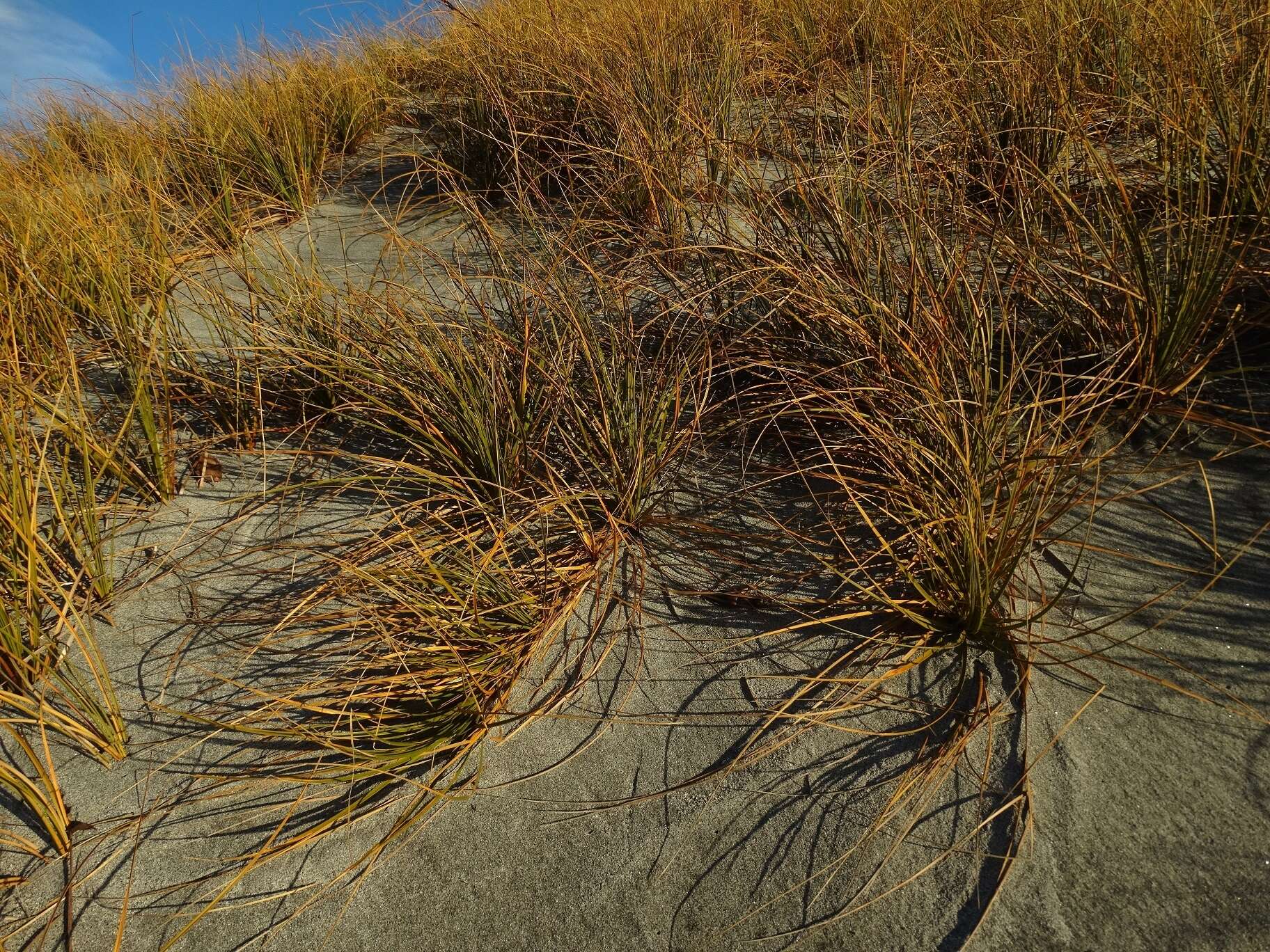 Plancia ëd Ficinia spiralis (A. Rich.) Muasya & de Lange